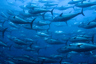 School of large fish swimming underwater.