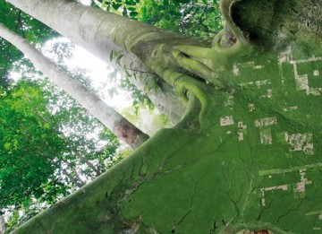 A composite image blending a close-up view of a tree trunk with an aerial view of a forest, highlighting deforested areas.
