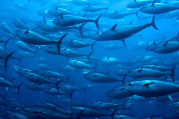 School of large fish swimming underwater.