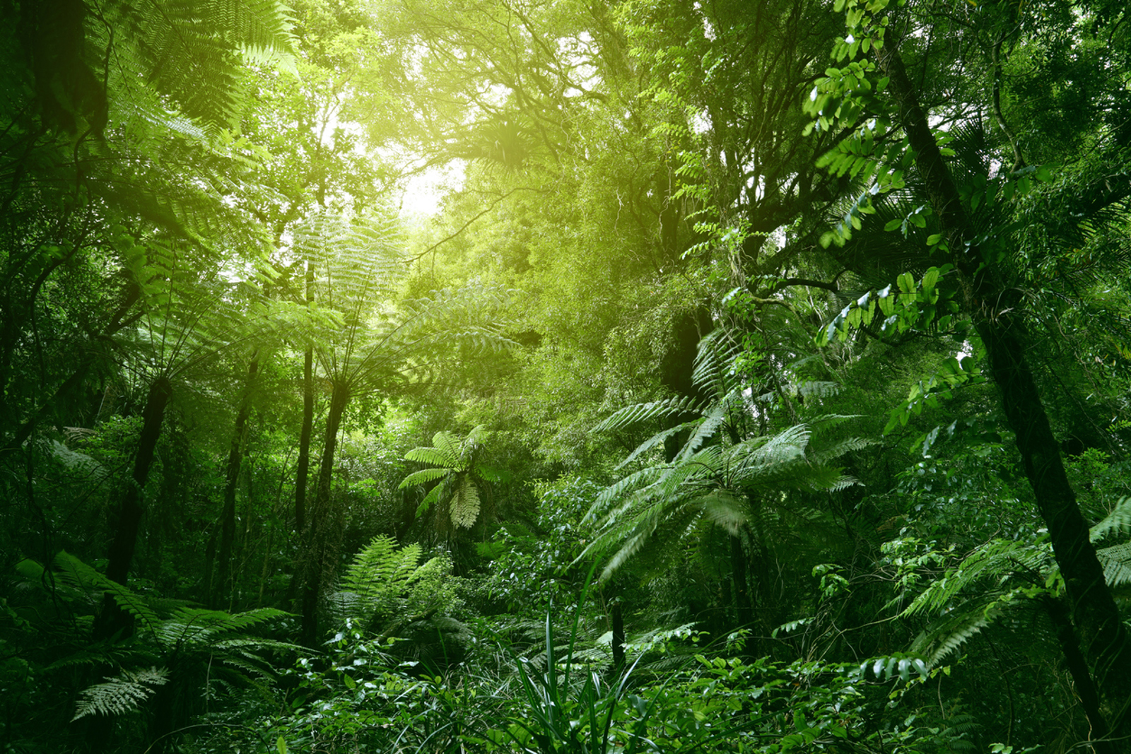 Dense green forest with sunlight filtering through the canopy, highlighting various plants and trees.