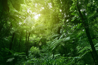 Dense green forest with sunlight filtering through the canopy, highlighting various plants and trees.