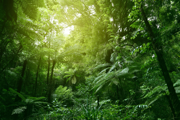Dense green forest with sunlight filtering through the canopy, highlighting various plants and trees.